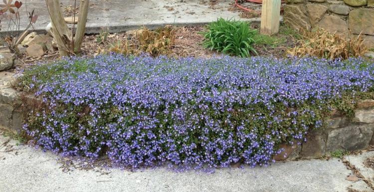 planter-grus-senge-blå-speedwell-grunddæksel-natursten-tør